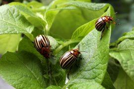 2026/05/Crop-pest-climate.jpg