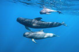 2026/05/Pilot-whale-ship-noise.jpg