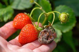 2026/05/Strawberry-fungus.jpg