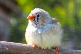 2026/05/Bird-brain-learning.jpg