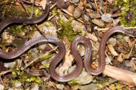 2026/05/new-snake-fake-second-head-china-forest.jpg