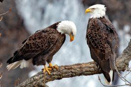 2026/05/Endangered-Species-Day.jpg