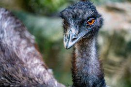 2026/05/Flightless-birds.jpg