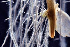 2026/05/plant-roots-tiny_hooked-hairs_1m-1.jpg