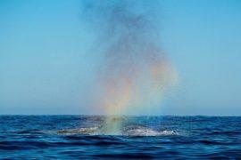 2026/05/Whale-DNA-tracking-.jpg