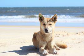 2026/05/Australia-wild-dogs.jpg