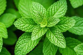 2026/05/Peppermint-genetics.jpg