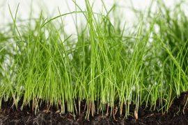2026/05/plant-root-barriers.jpg