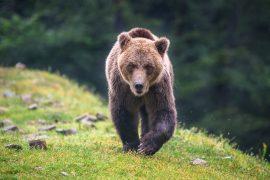 2026/05/ecosystem-energy-large-animals.jpg