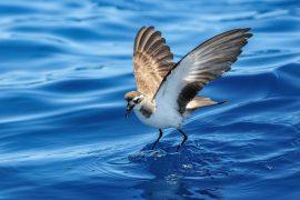 2026/05/storm-petrels-crosswinds.jpg