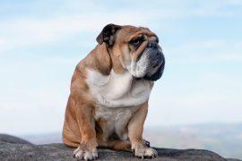 2026/05/flat-faced-dogs-breathing-problems.jpg