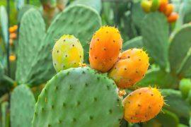 2026/05/cactus-waste-construction-materials.jpg