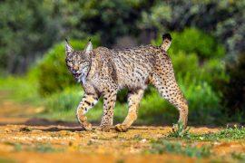 2026/05/iberian-lynx_national-park-birth_1m.jpg