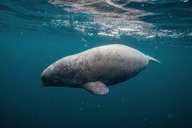2026/05/Beluga-whales-sound.jpg