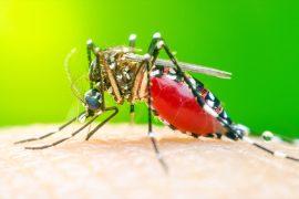 2026/05/mosquitoes_human-skin-attraction_1m.jpg