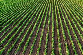 2026/05/Soil-animals.jpg