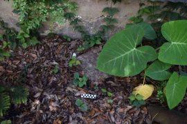 2026/05/heat-stressed-tree-leaves-sugar-signal.jpg