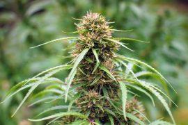 2026/05/cannabis-weight-loss.jpg
