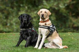2026/05/guide-dog-DNA.jpg