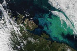 2026/05/arctic-winter-ocean-spring-blooms.jpg