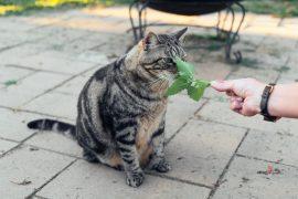 2026/05/cats-silver-vine.jpg