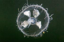2026/05/Freshwater-jellyfish.jpg