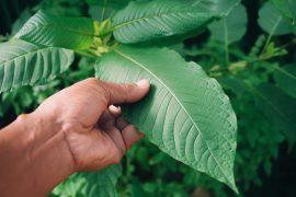 2026/05/Kratom-use.jpg