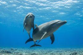 2026/05/Dolphin-DNA.jpg