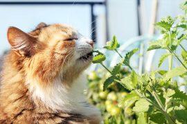 2026/05/cats_catnip_silver-vine_1m.jpg