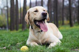2026/05/Bad-dog-breath.jpg