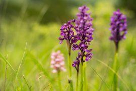 Orchis,On,A,Green,Mountain,Grassy,Meadow,,A,Perennial,Plant