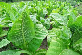 2026/05/tobacco-plants-nicotine.jpg