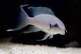 2026/05/fish-diet-evolution.jpg