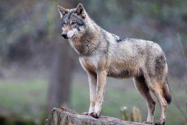 2026/05/Humans-wildlife-behavior.jpg