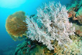 2026/05/coral-warming-oceans.jpg