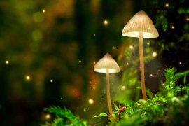 2026/05/psilocybin-aggression-fish-study.jpg