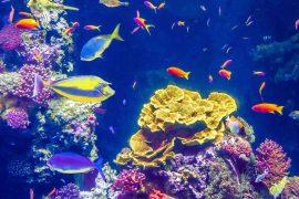 2026/05/coral-reef-microbes-natural-pharmacy.jpg