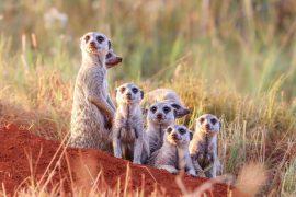 2026/05/social-mammals-live-longer.jpg