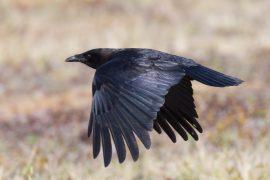 2026/05/crow-feather-color.jpg