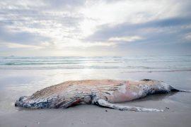 2026/05/deep-sea-whale-skeleton2.jpg
