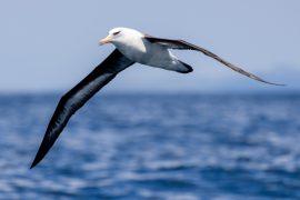 2026/05/seabird-ocean-warming.jpg