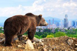 Panoramic,View,From,A,Lonely,Bear,With,The,City,Of