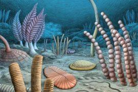 2026/05/Canada-fossils2.jpg
