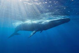 2026/05/Blue-whales-1.jpg