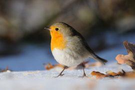 2026/05/city-bird-songs.jpg
