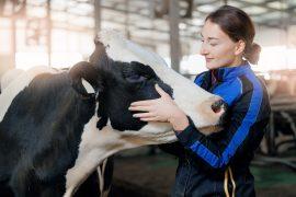 2026/05/cows-recognize-humans.jpg