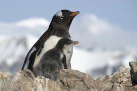 2026/05/Penguin-chicks-heat.jpg