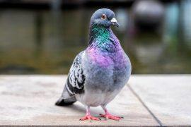 2026/05/Bold-city-birds.jpg