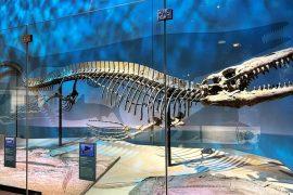 2026/05/Tylosaurus-rex-skeleton_Perot-Museum_1m.jpg