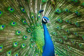 2026/05/ice-age-peacock-fossil-taiwan.jpg